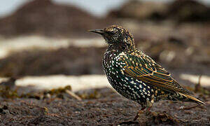 Common Starling