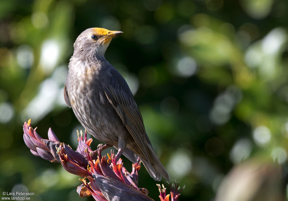 Common Starling