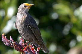 Common Starling