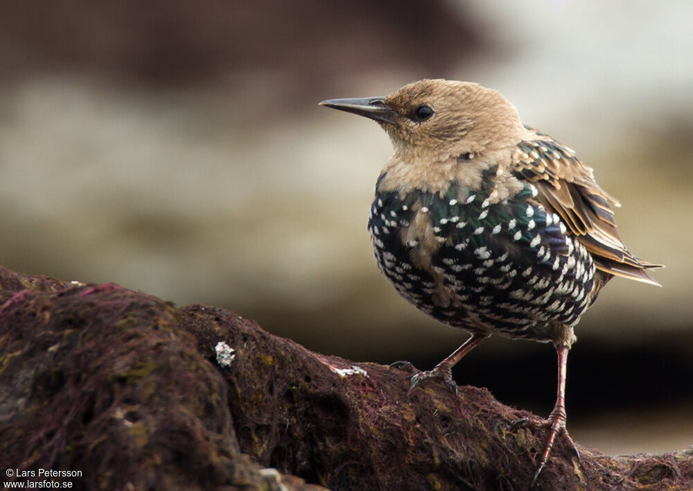 Common Starling