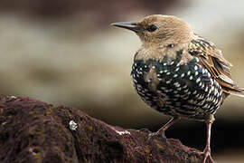 Common Starling