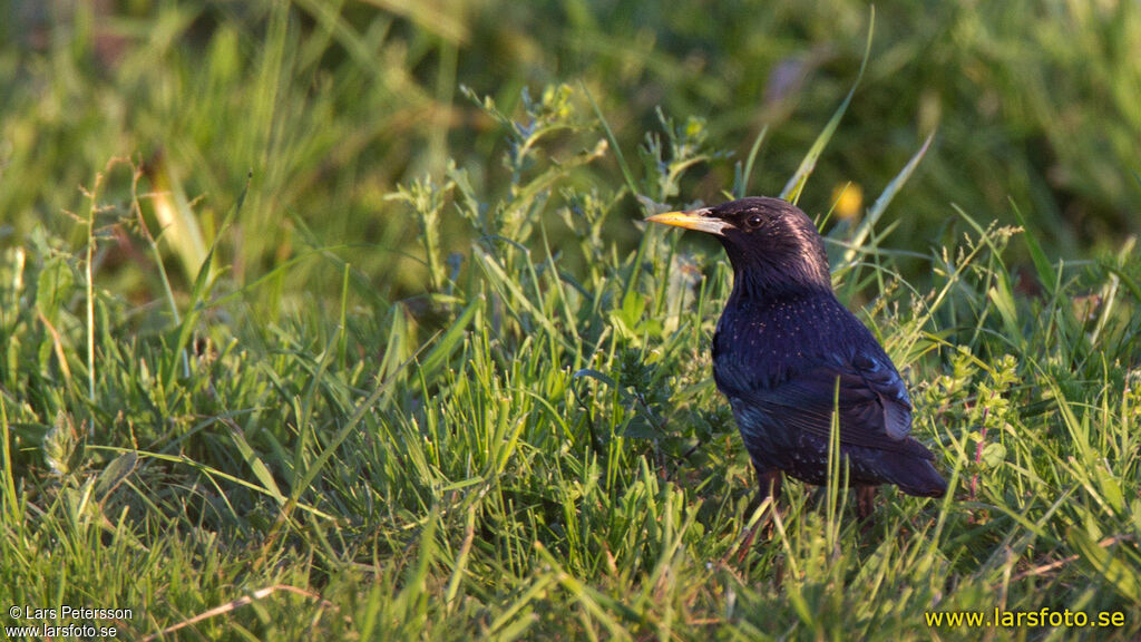 Spotless Starling