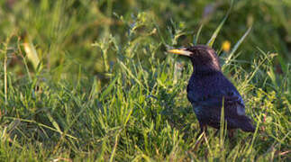 Spotless Starling