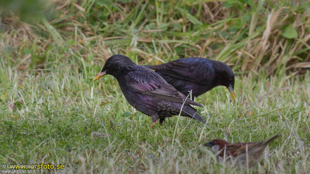 Spotless Starling