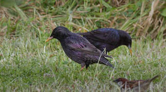 Spotless Starling