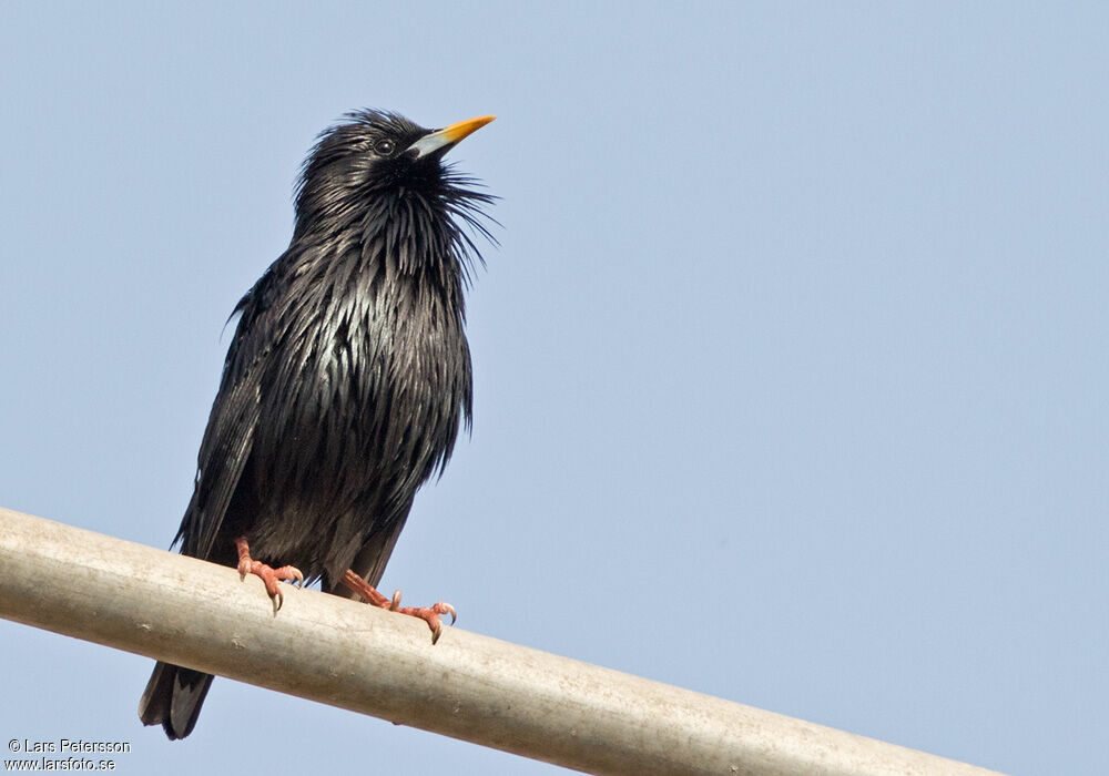 Spotless Starling