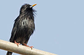 Spotless Starling