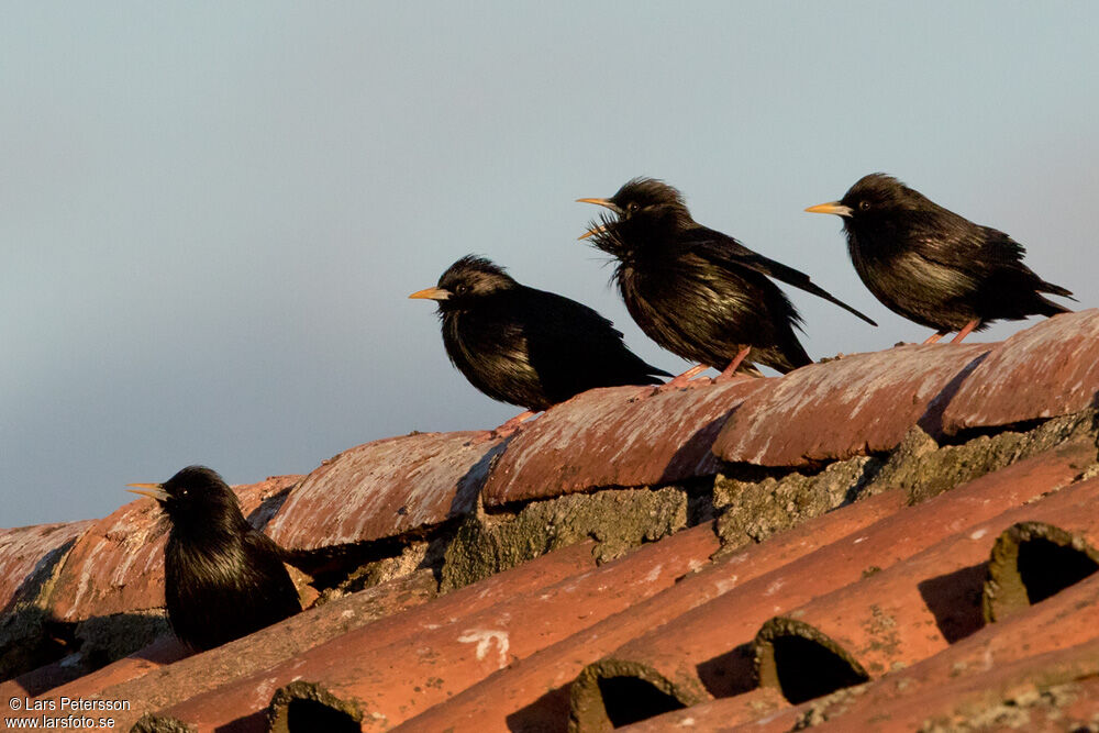 Spotless Starling