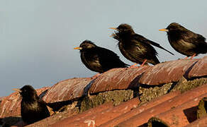 Spotless Starling