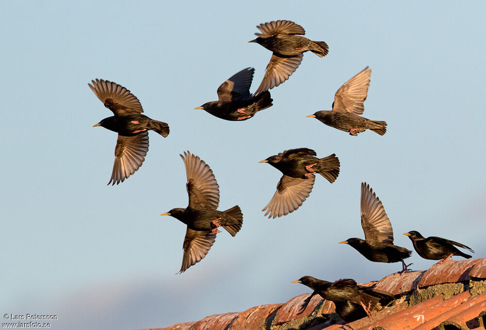 Spotless Starling