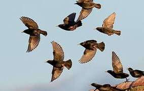 Spotless Starling