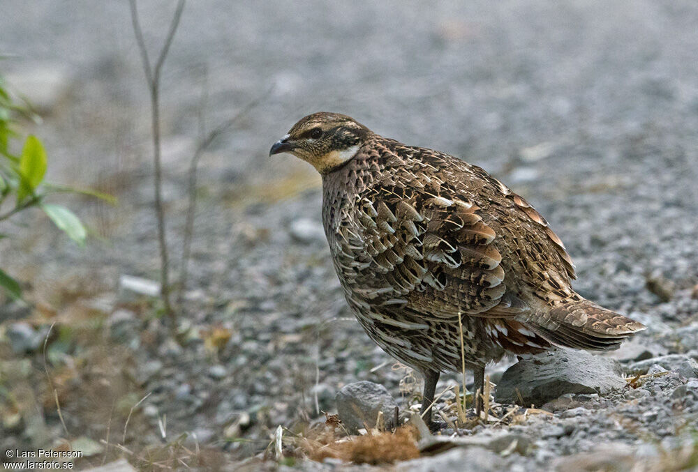 Koklass Pheasant