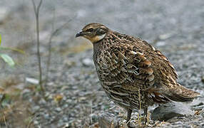 Koklass Pheasant