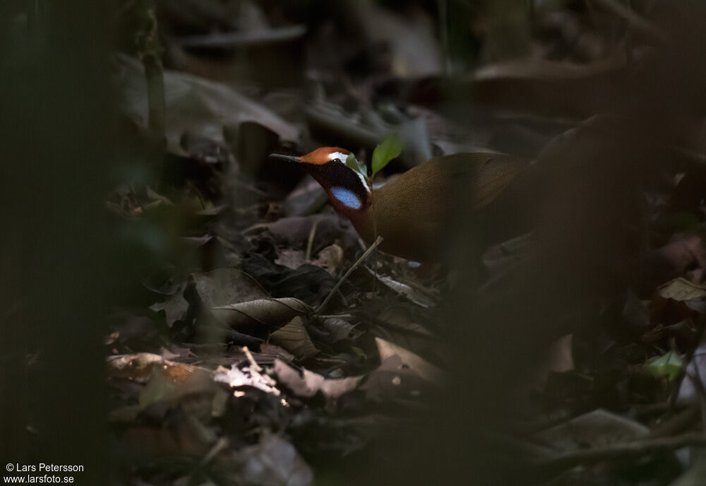 Rail-babbler