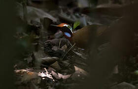 Rail-babbler