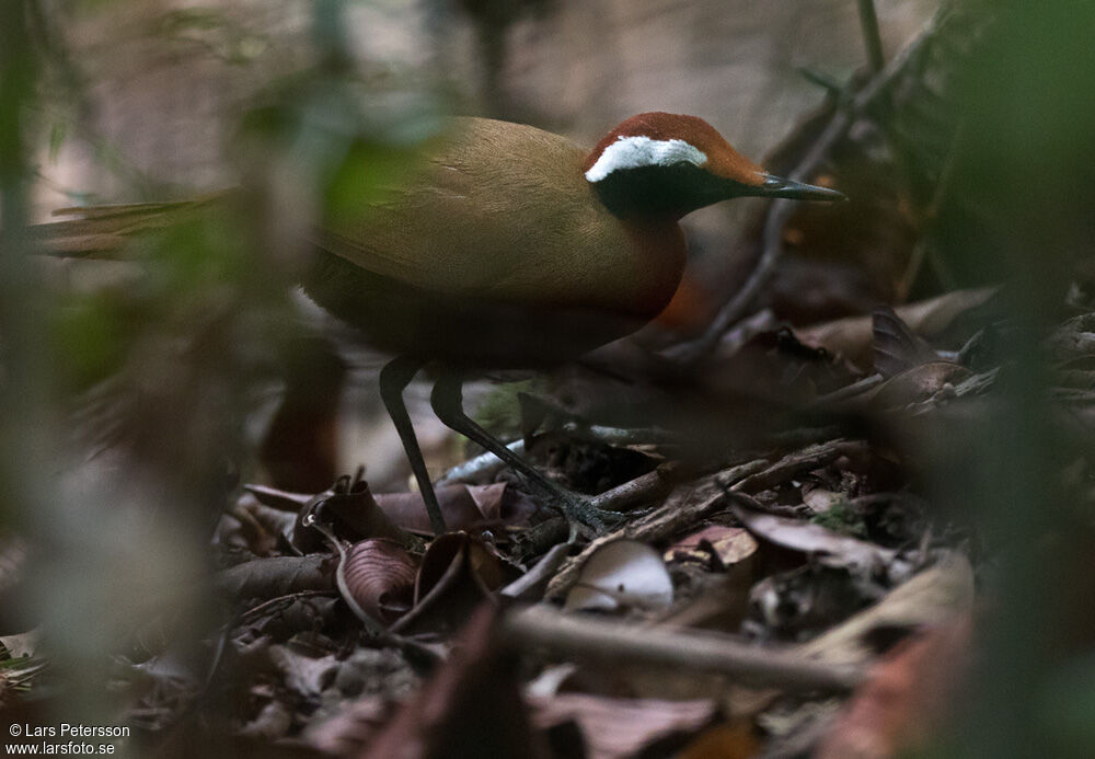 Rail-babbler