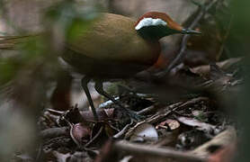 Rail-babbler