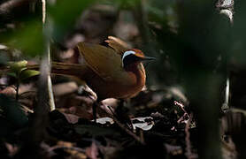 Rail-babbler