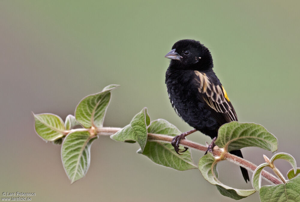 Yellow Bishop