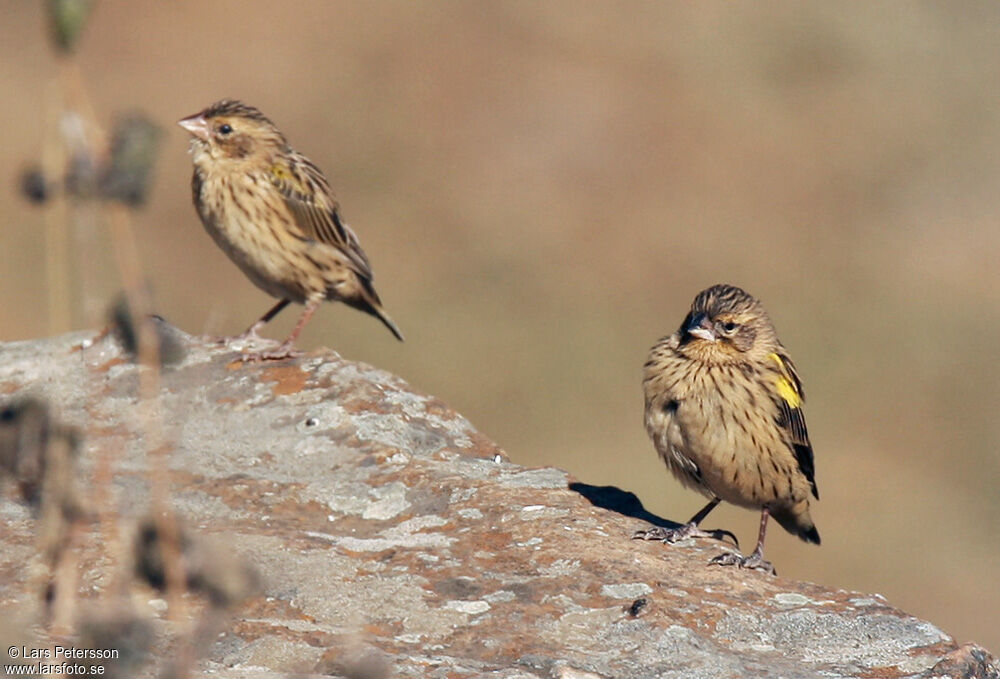 Yellow Bishop