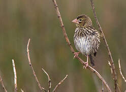 Yellow Bishop