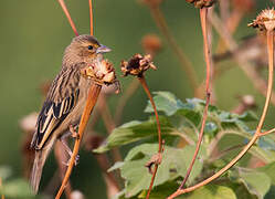 Yellow-mantled Widowbird