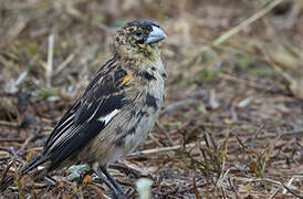 White-winged Widowbird