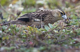 White-winged Widowbird