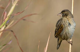 Fan-tailed Widowbird