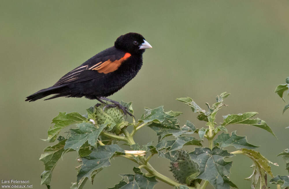 Fan-tailed Widowbird male adult breeding, identification