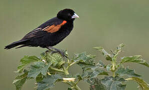 Fan-tailed Widowbird