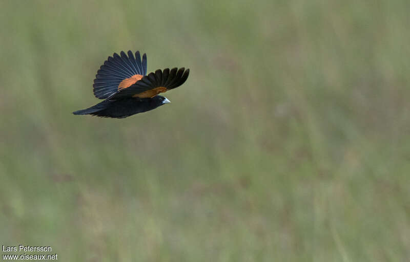 Fan-tailed Widowbird male adult breeding, Flight