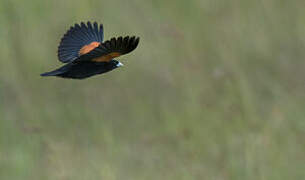 Fan-tailed Widowbird