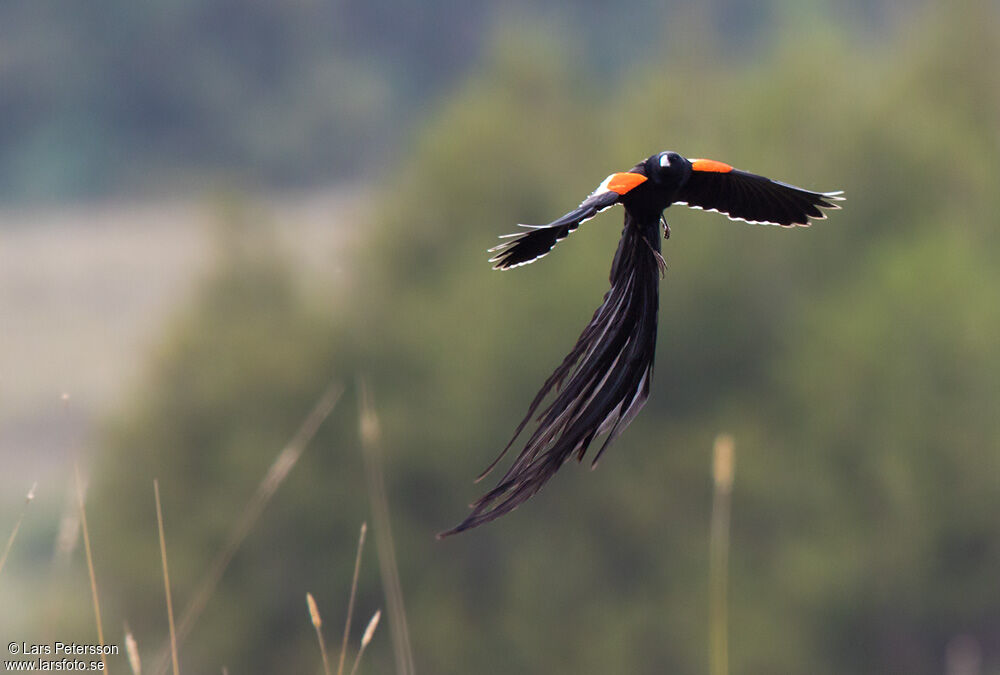 Long-tailed Widowbird