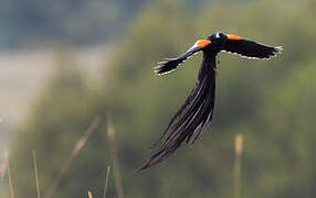 Long-tailed Widowbird