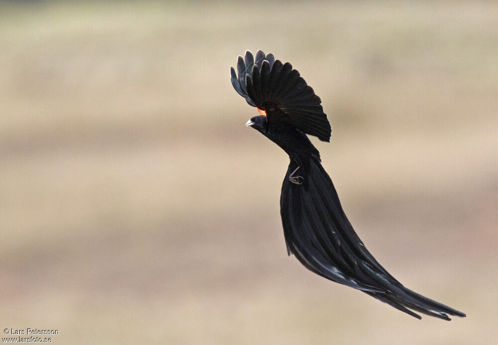 Long-tailed Widowbird