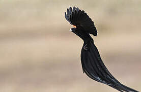 Long-tailed Widowbird