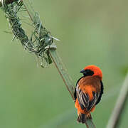 Zanzibar Red Bishop