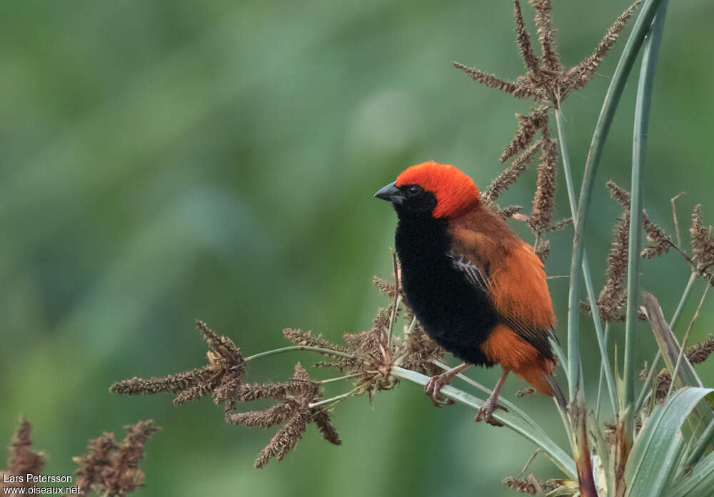 Zanzibar Red Bishop male adult breeding, identification