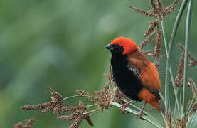 Zanzibar Red Bishop