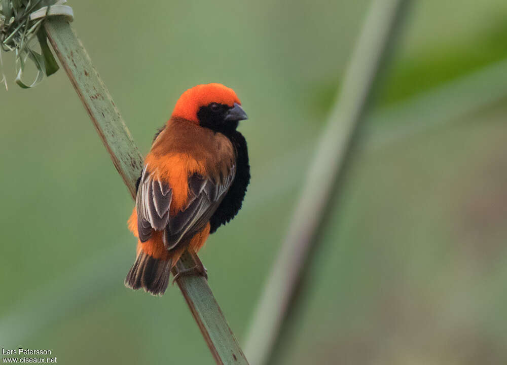 Zanzibar Red Bishop male adult breeding, pigmentation