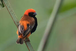 Zanzibar Red Bishop