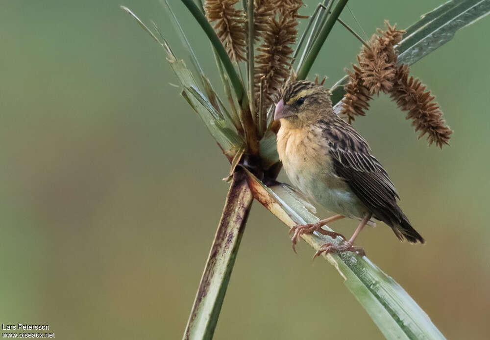 Zanzibar Red Bishop female adult, identification