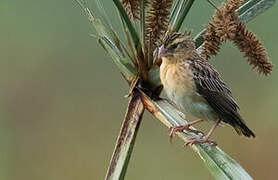 Zanzibar Red Bishop