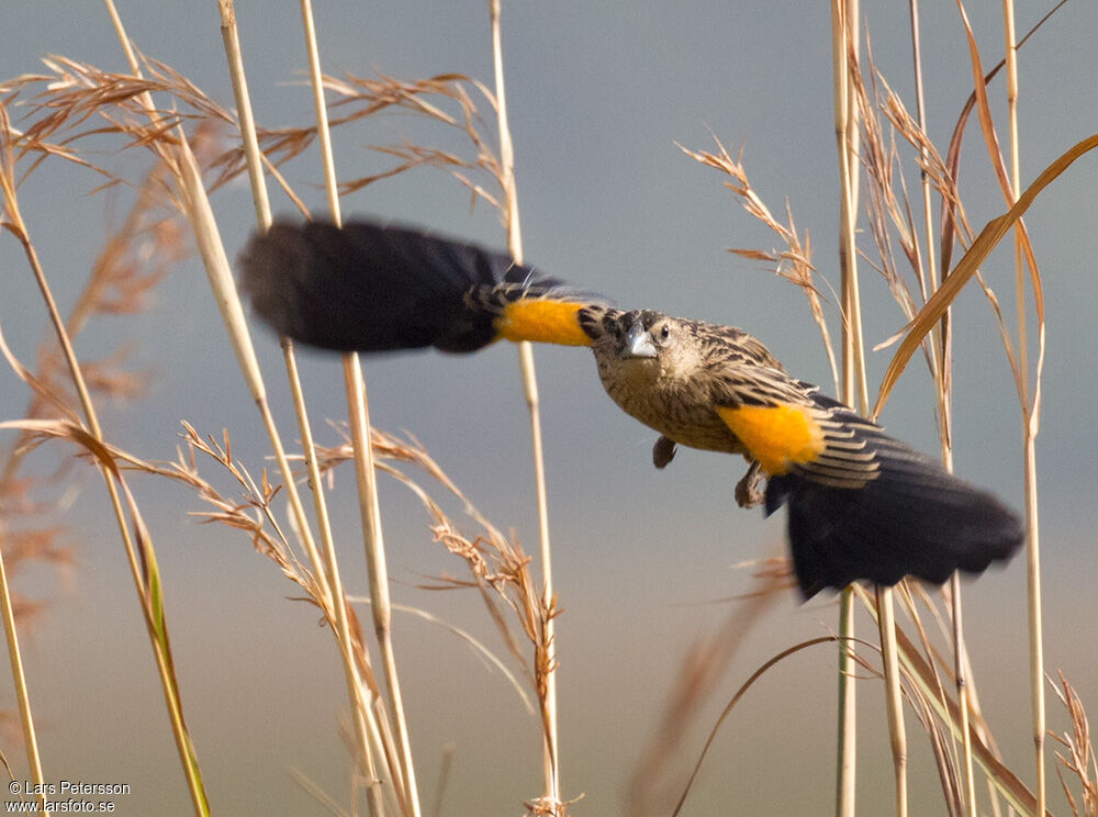 Marsh Widowbird