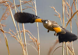 Marsh Widowbird