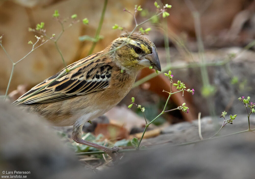 Golden-backed Bishop