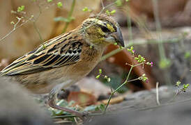 Golden-backed Bishop