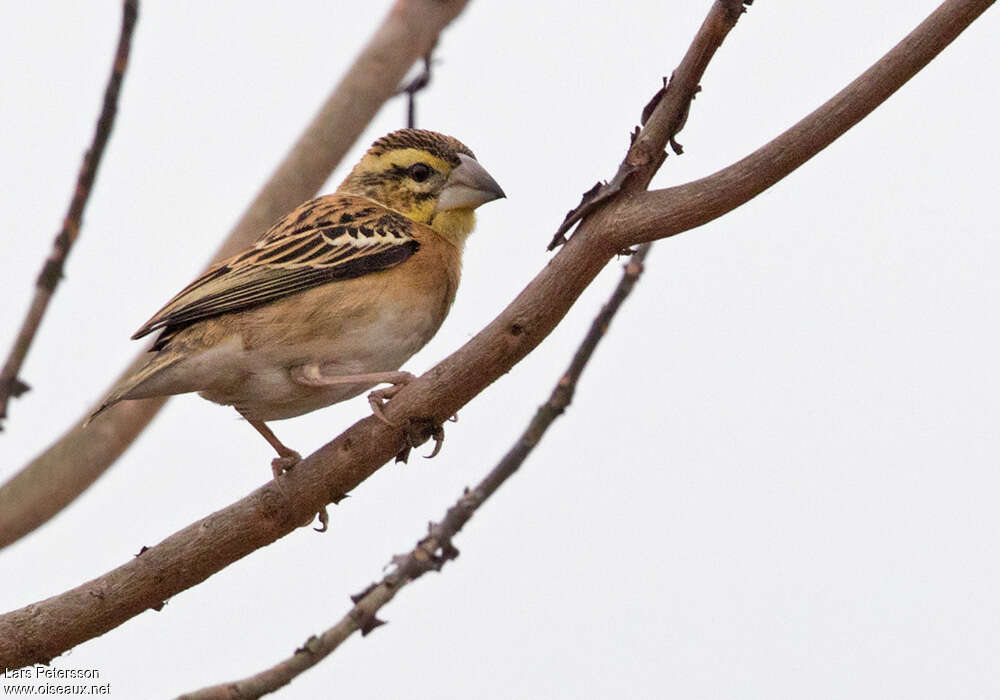 Euplecte doré femelle adulte, identification