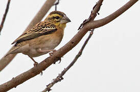 Golden-backed Bishop